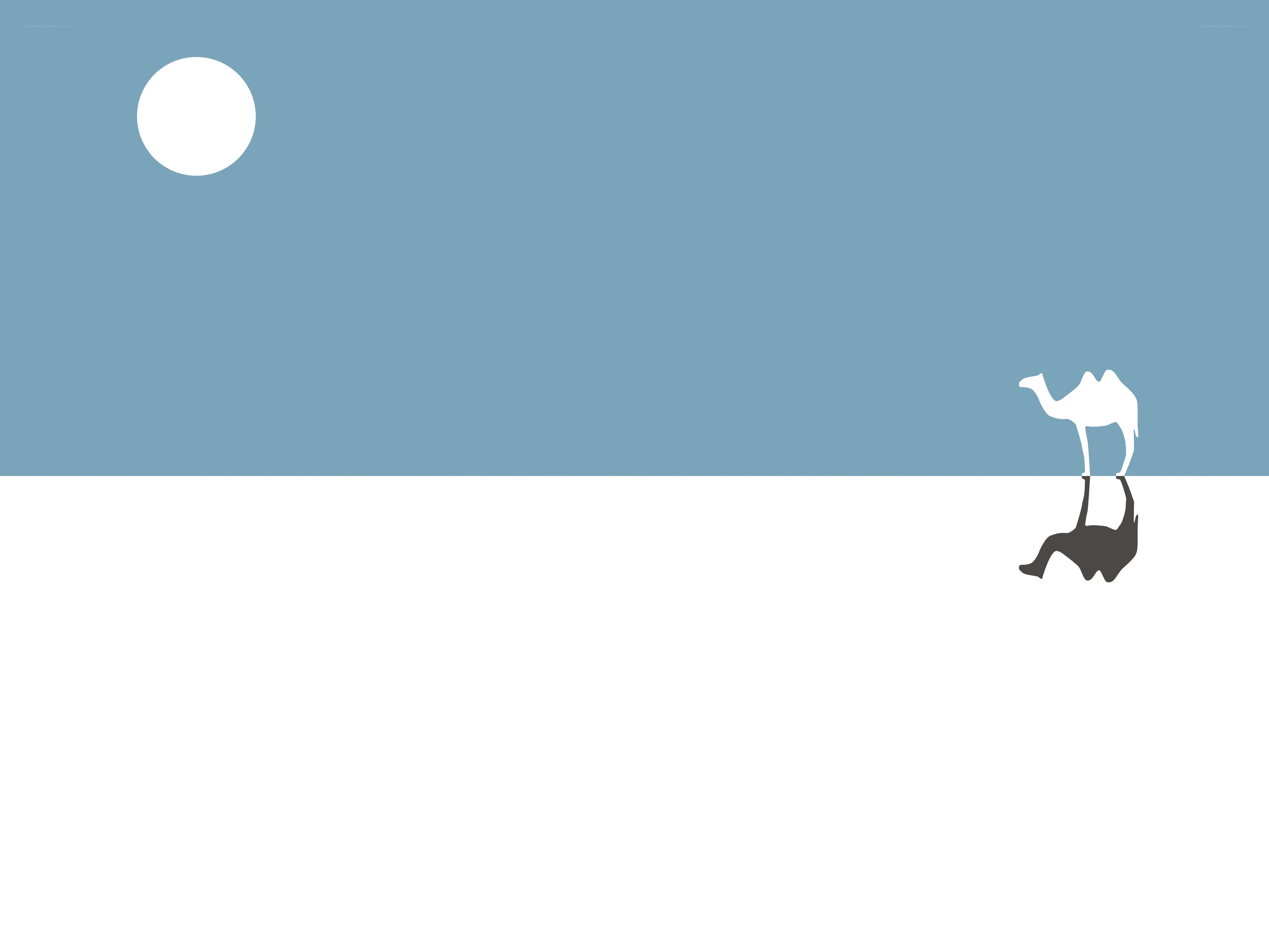 Camel in the desert