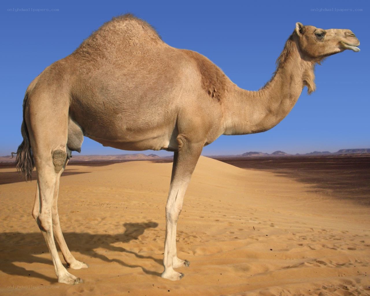 Camel in the desert