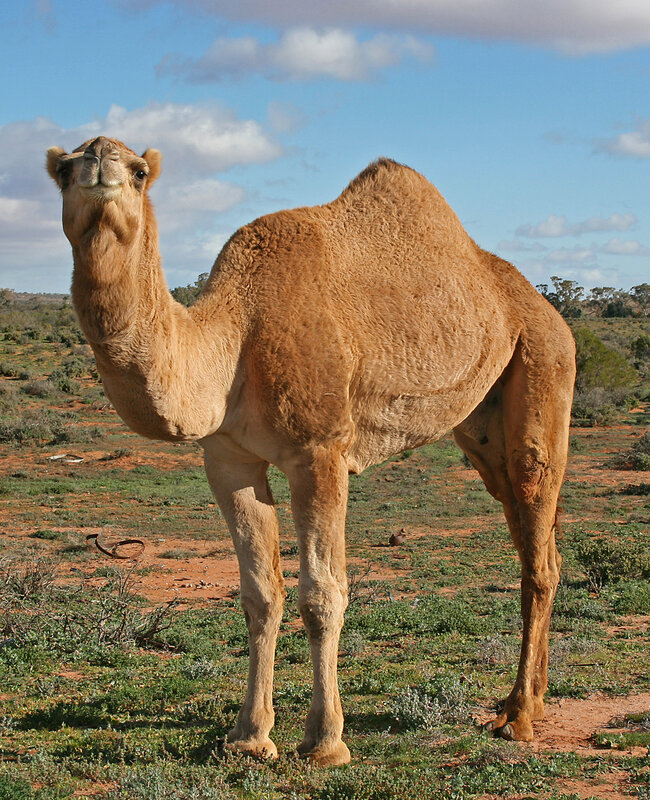 camel in the outback