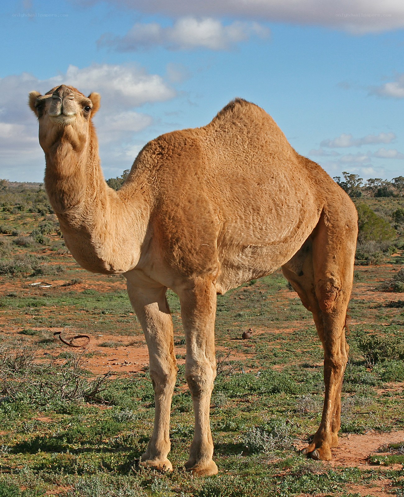 camel in the outback