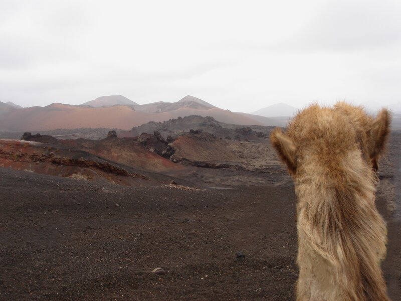 camel in volcanic landscape
