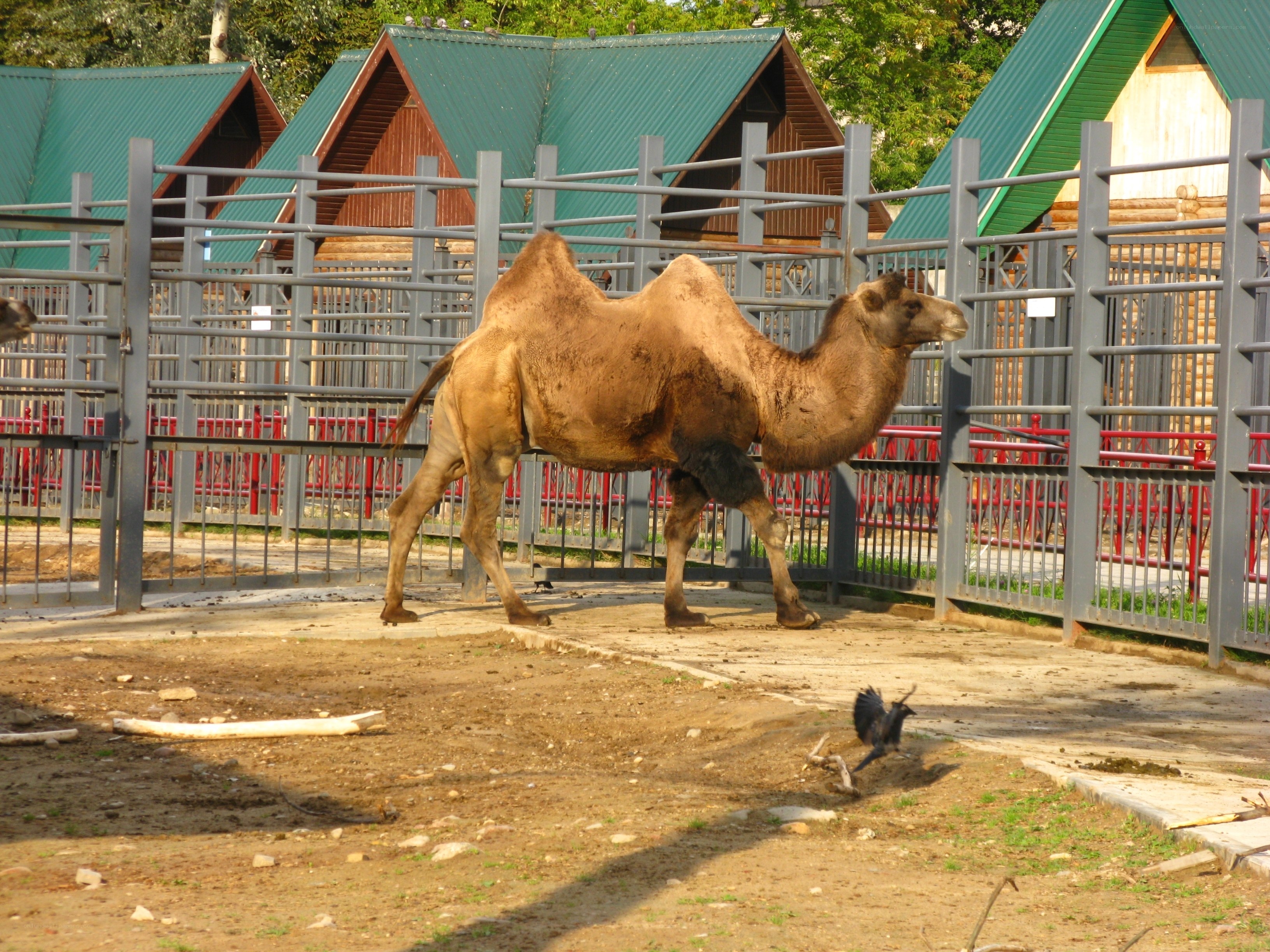 camel in zoo enclosure