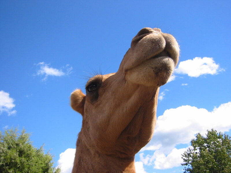 camel looking up at sky