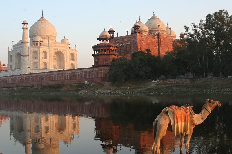 Camel Near River