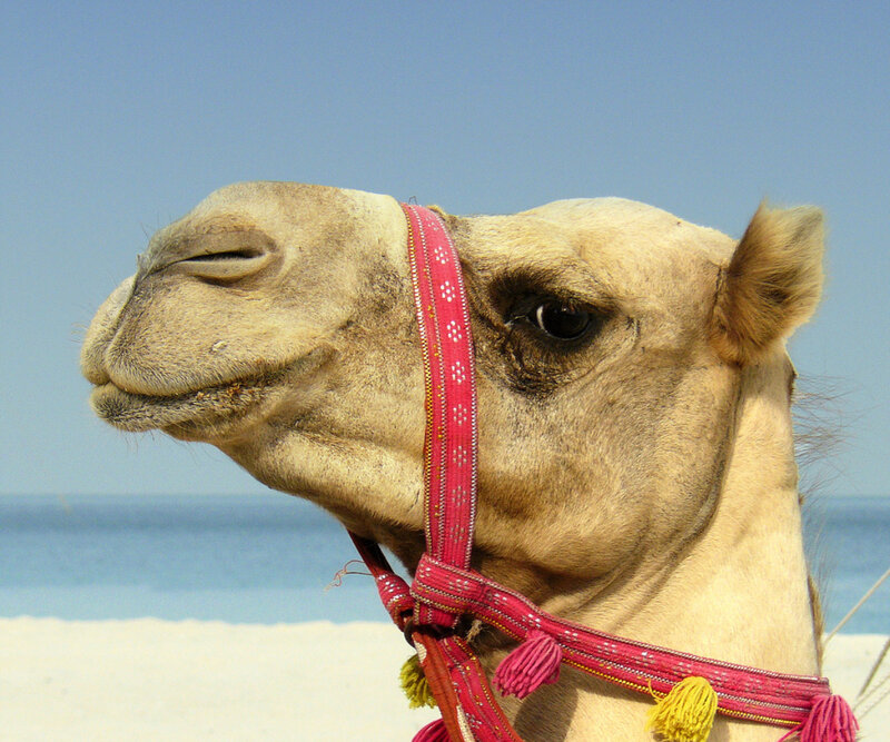 camel on a beach