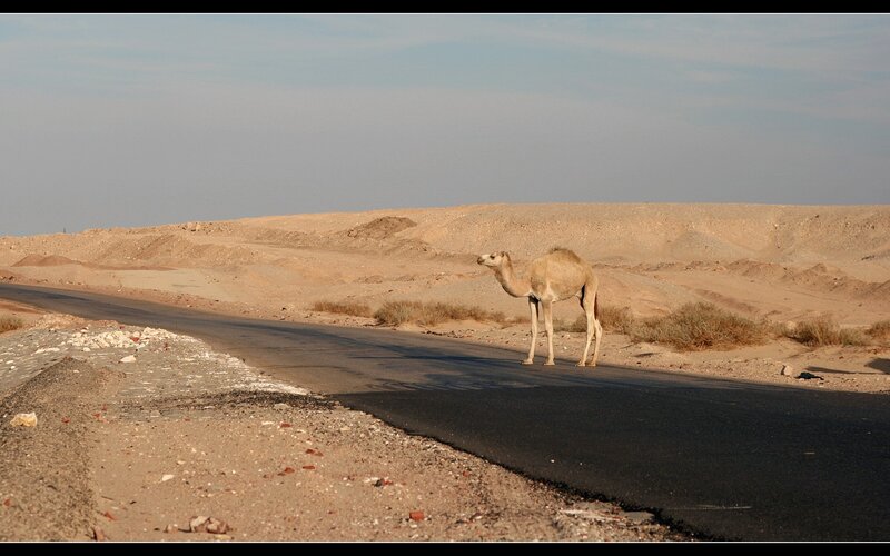 Camel on a desert road