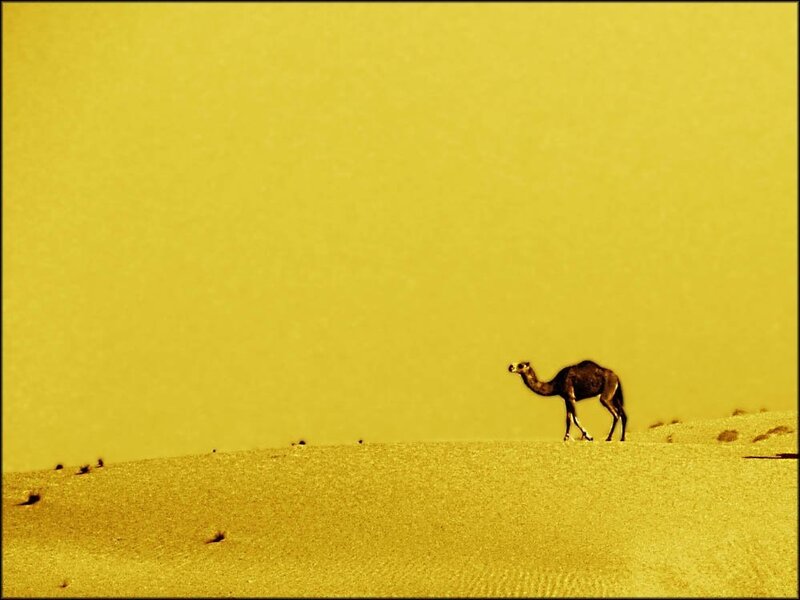Camel on a sand dune