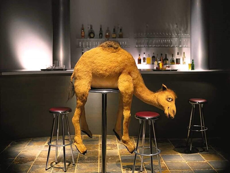 Camel on Bar Stool