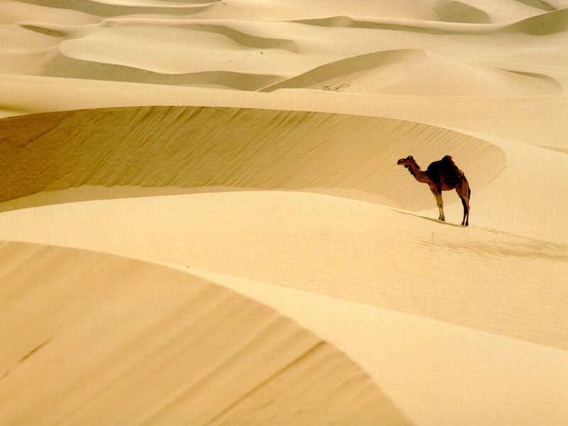 Camel on Sand Dune — Beige, Serene