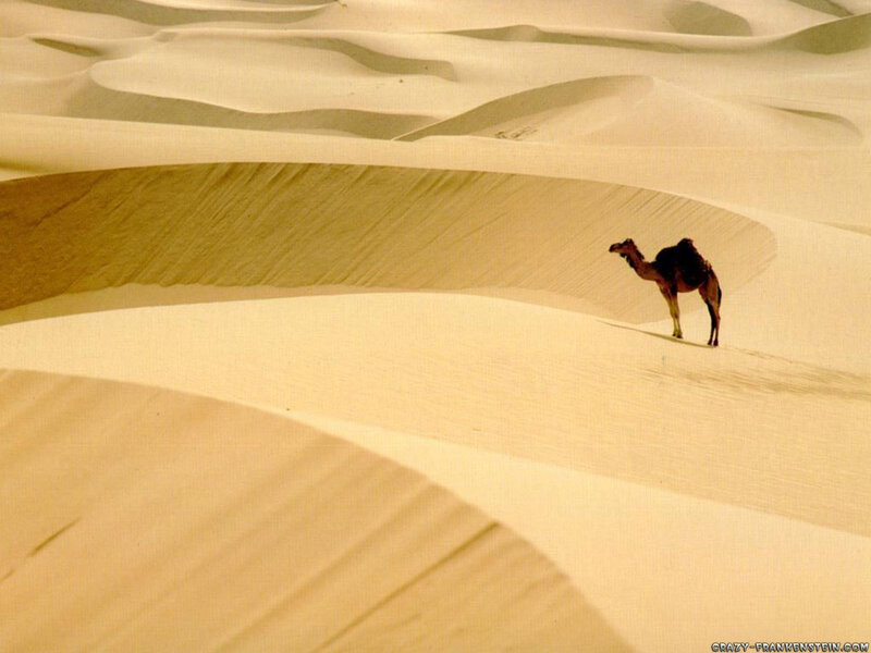 Camel on Sand Dune — Beige