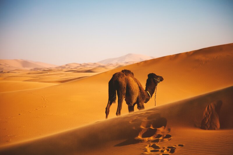 Camel on Sand Dune — Orange
