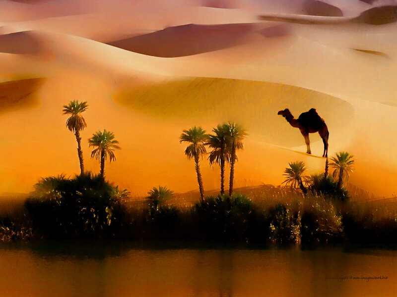 Camel on Sand Dune