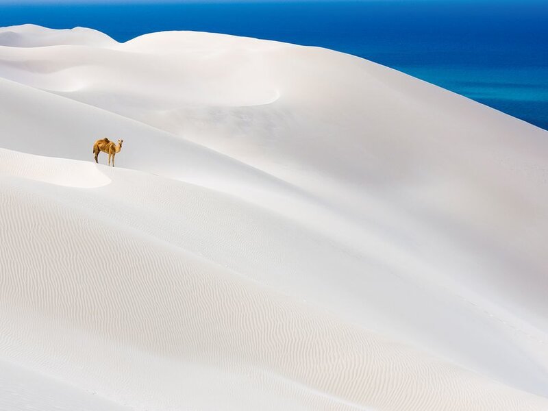 Camel on Sand Dunes