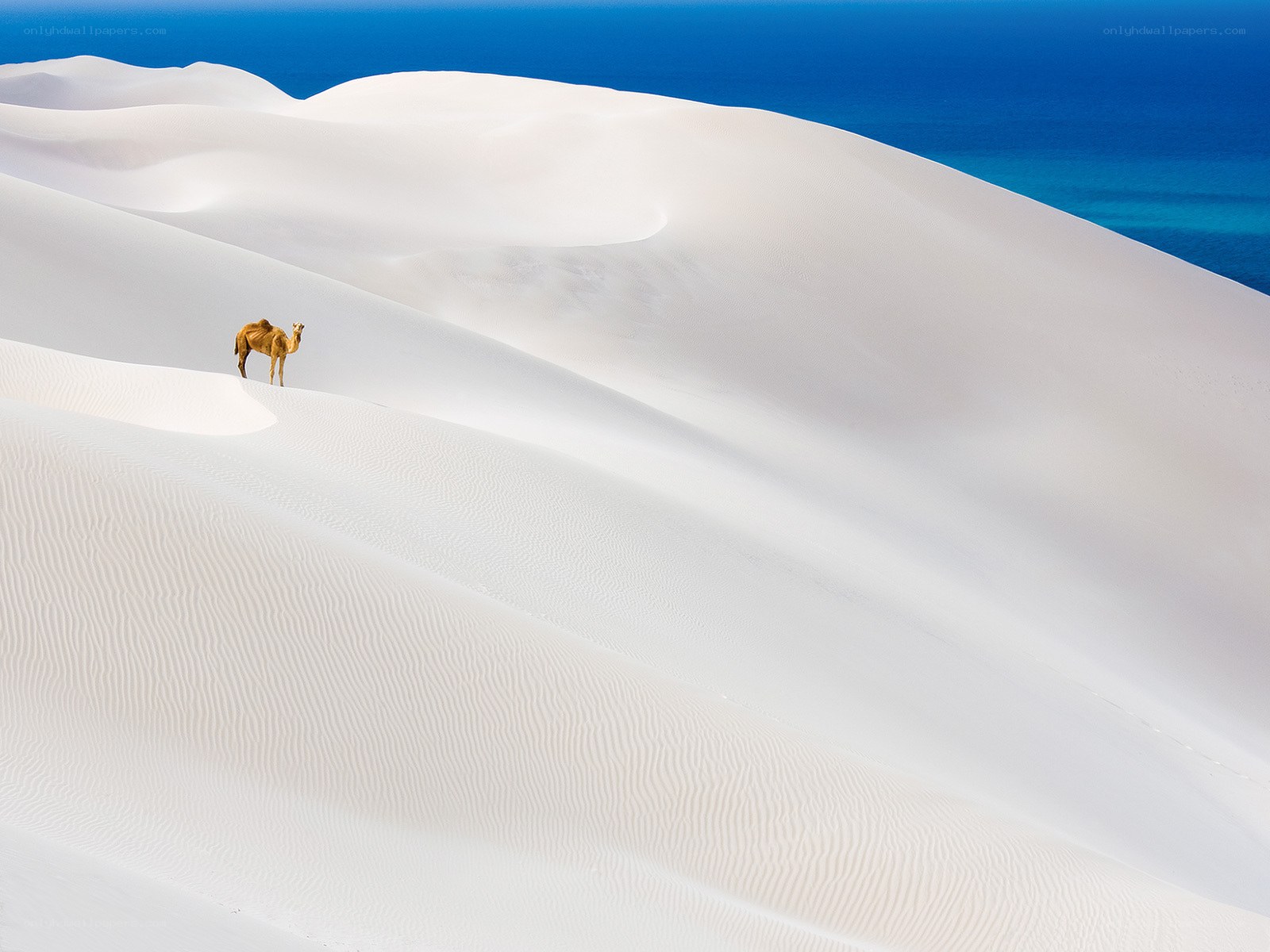 Camel on white sand dunes