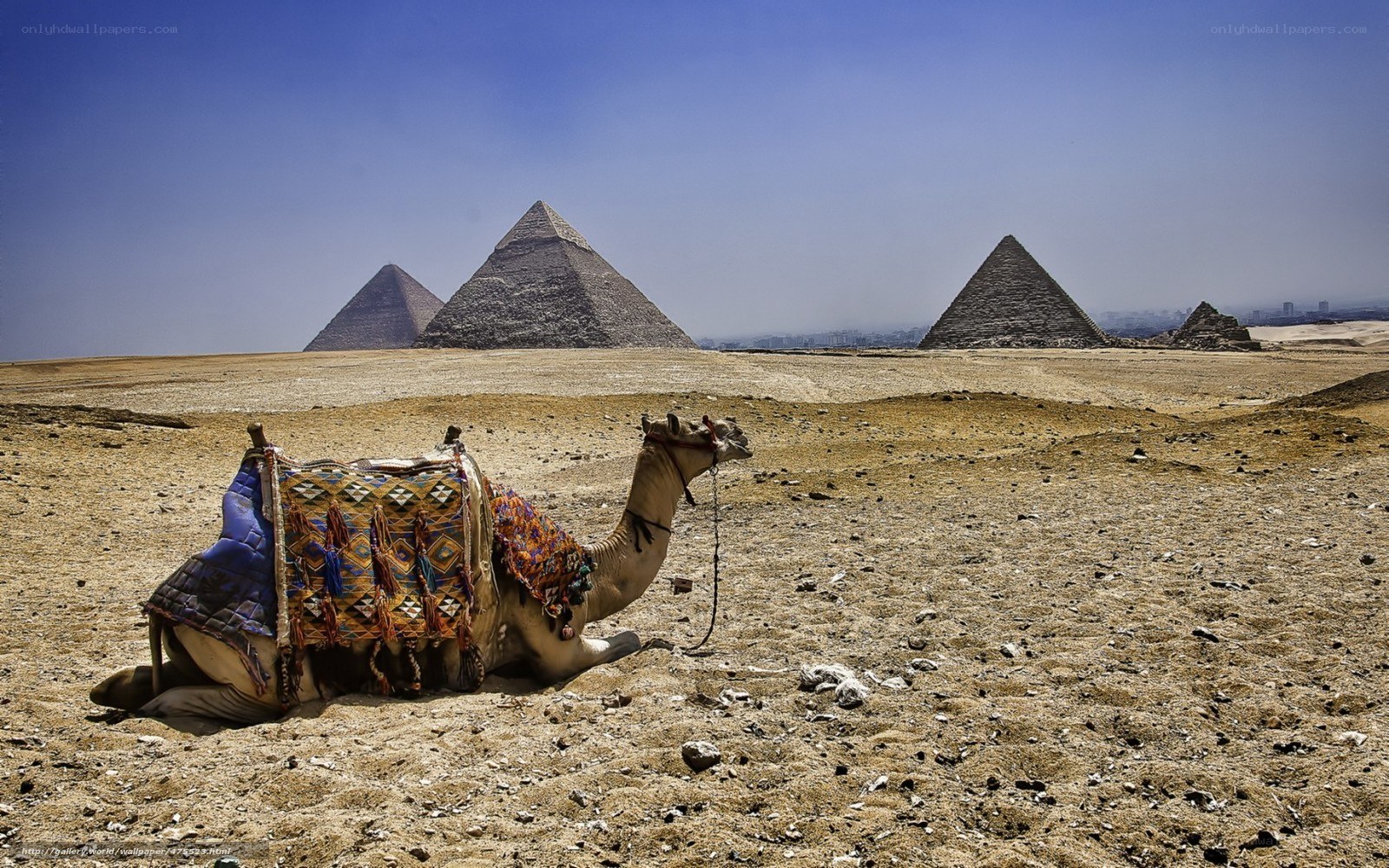 Camel resting near pyramids
