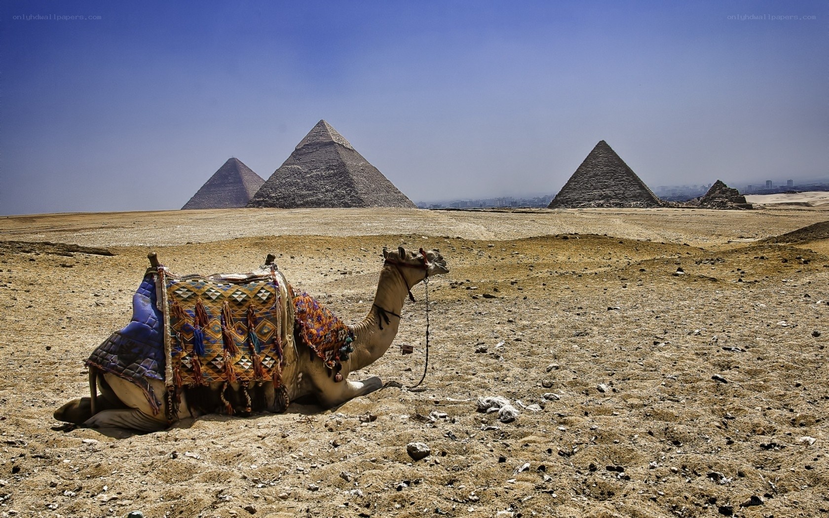 Camel resting near pyramids