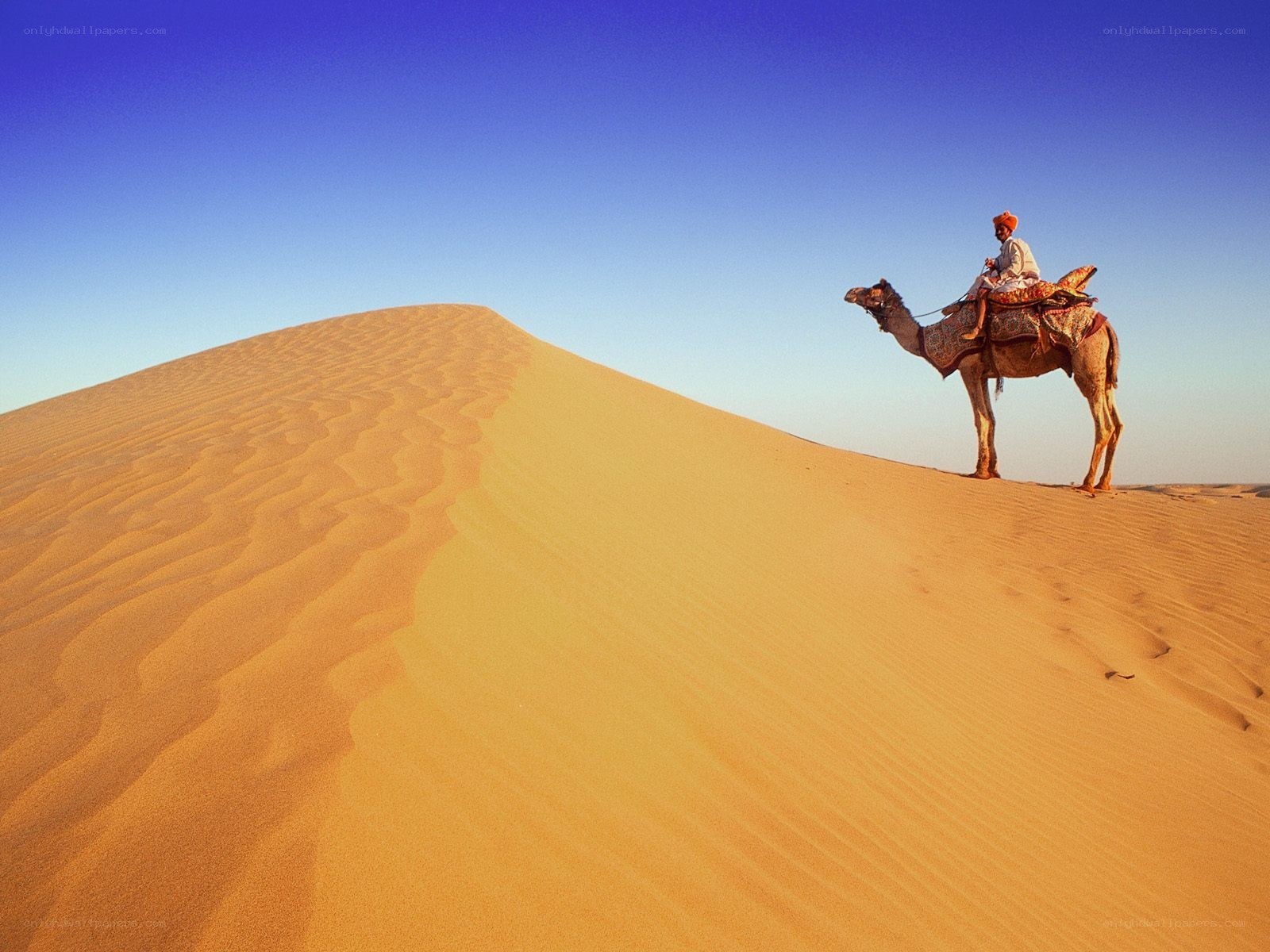 Camel rider on a desert dune