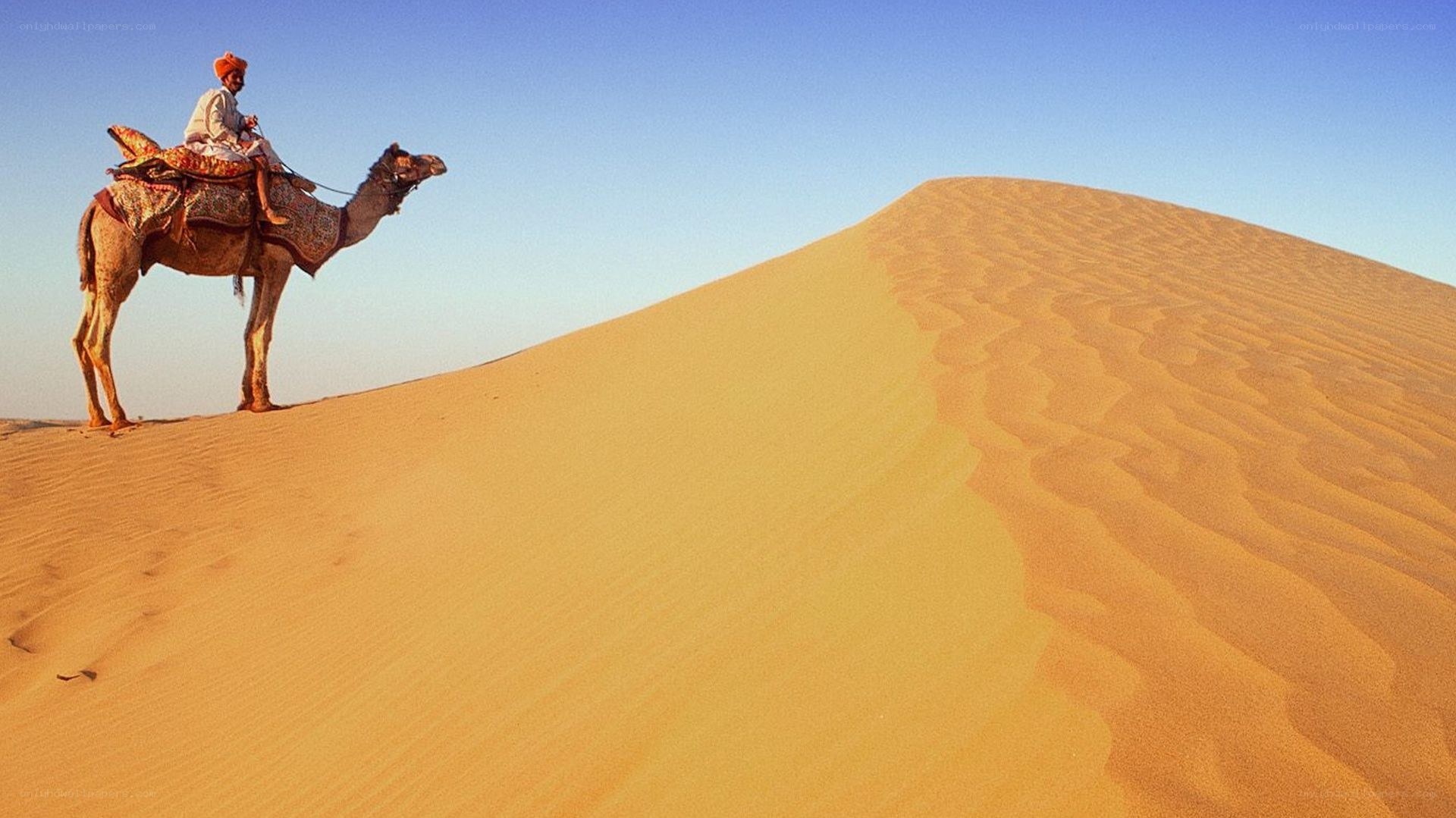 Camel rider on a sand dune