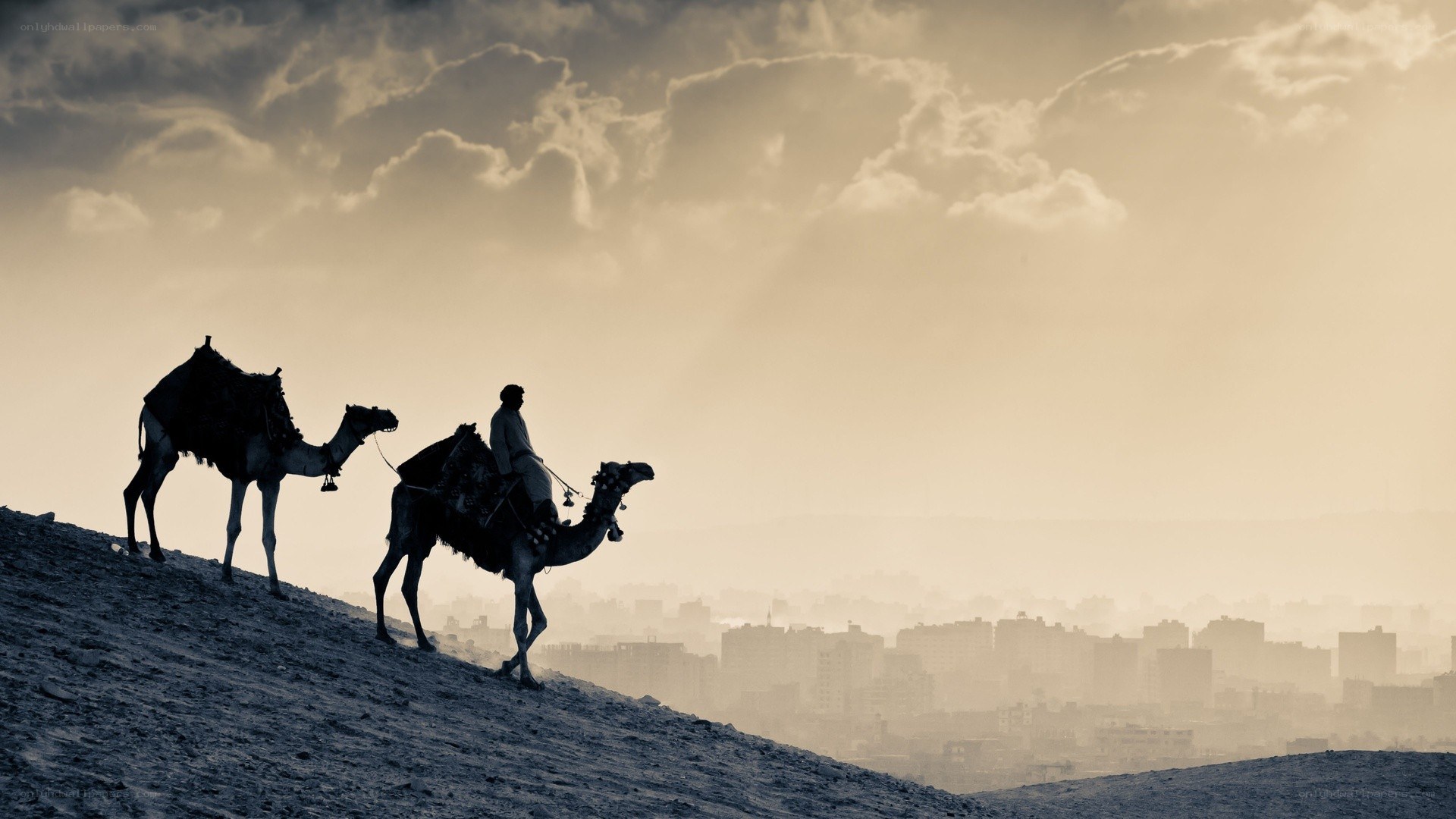 Camel riders on a desert hill