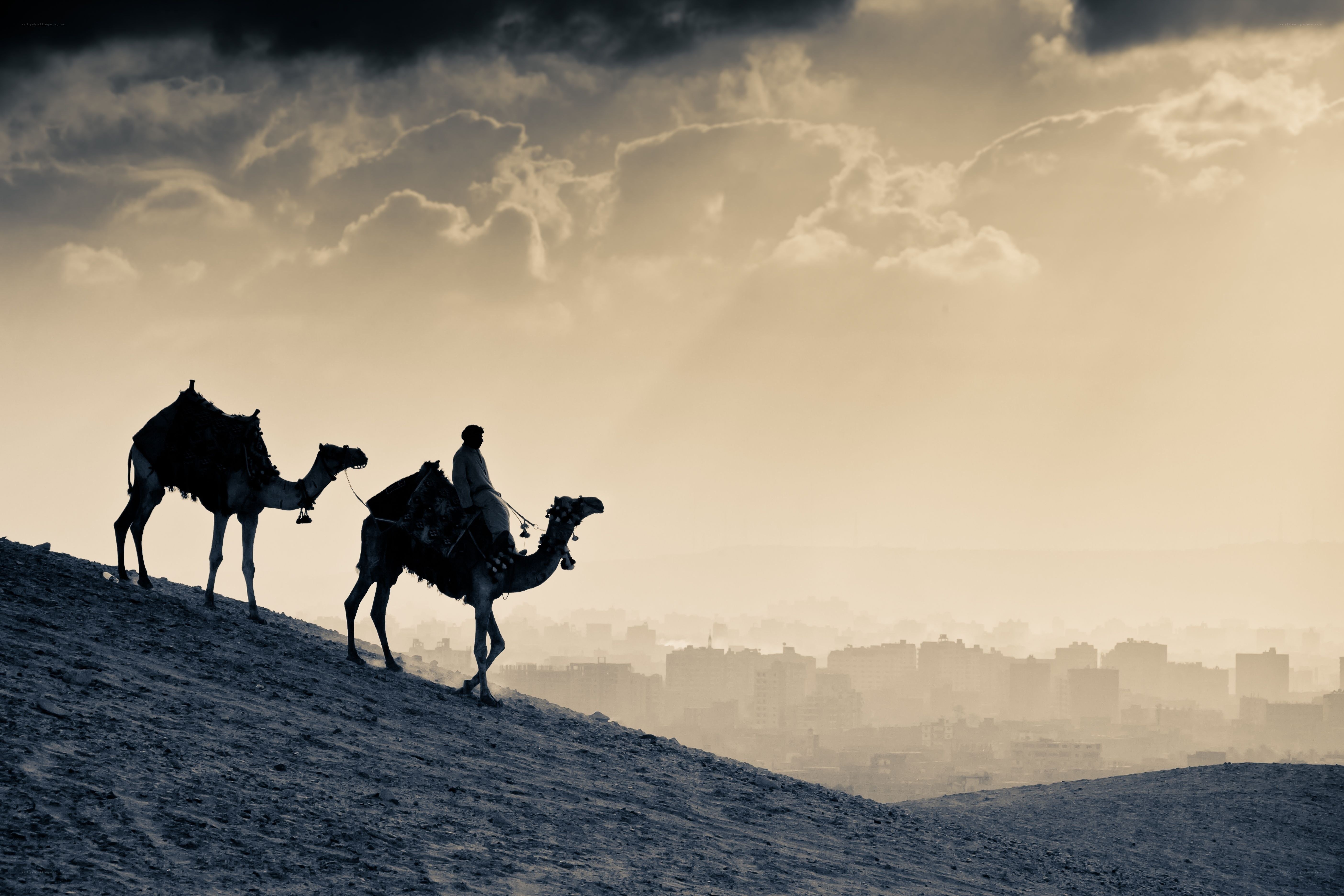 Camel riders on a hill