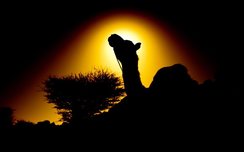 Camel Silhouette at Sunset