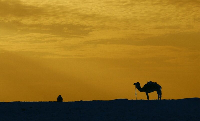 Camel silhouettes at sunset