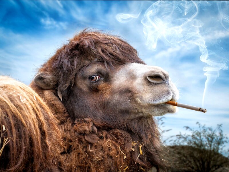 Camel Smoking Cigarette