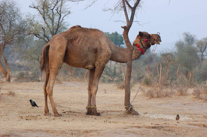 Camel tied to a tree