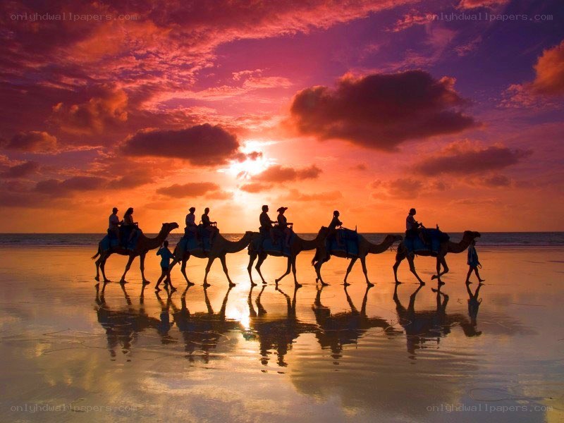 Camel tour at sunset on beach