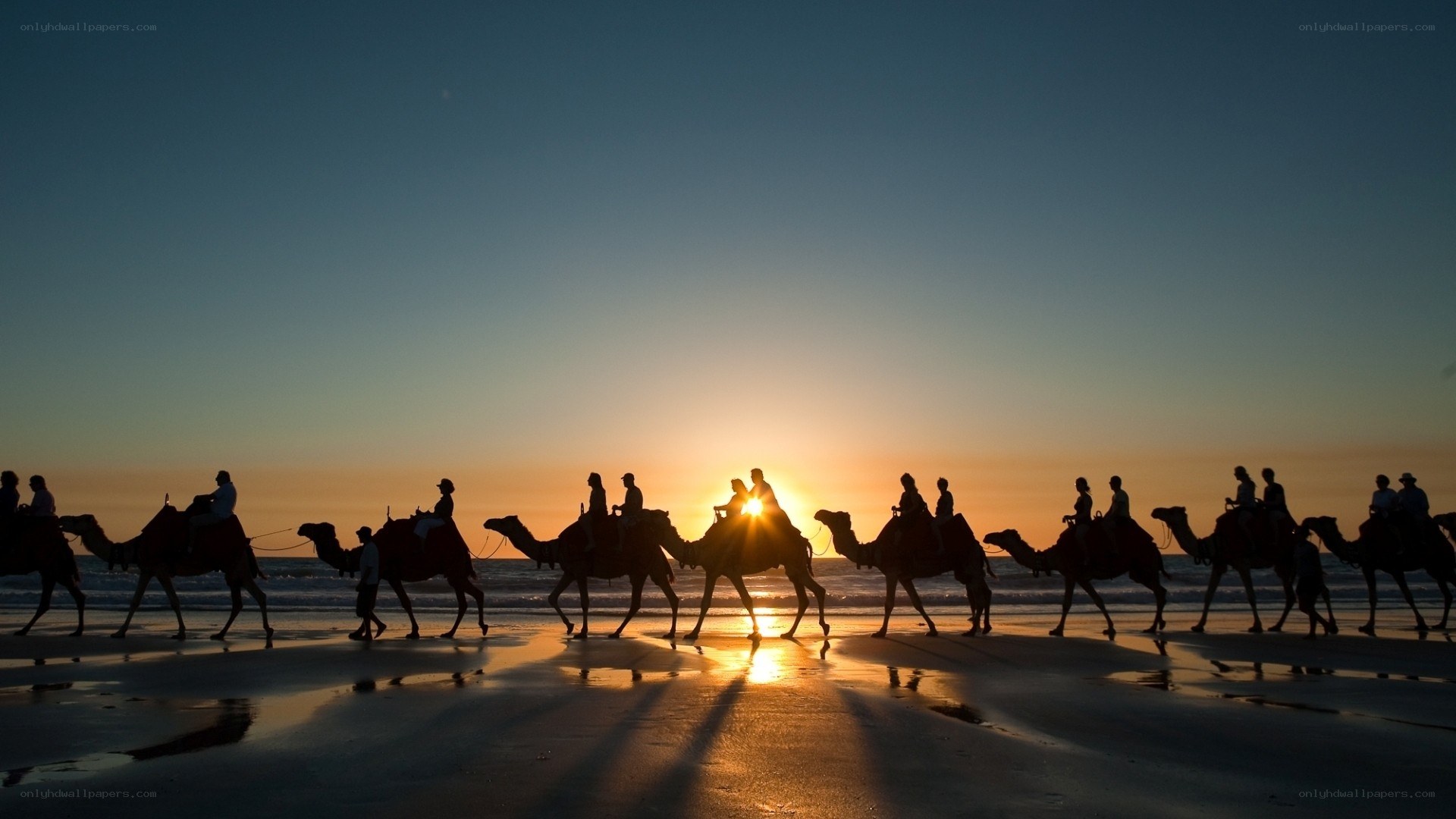 Camel tour at sunset on beach