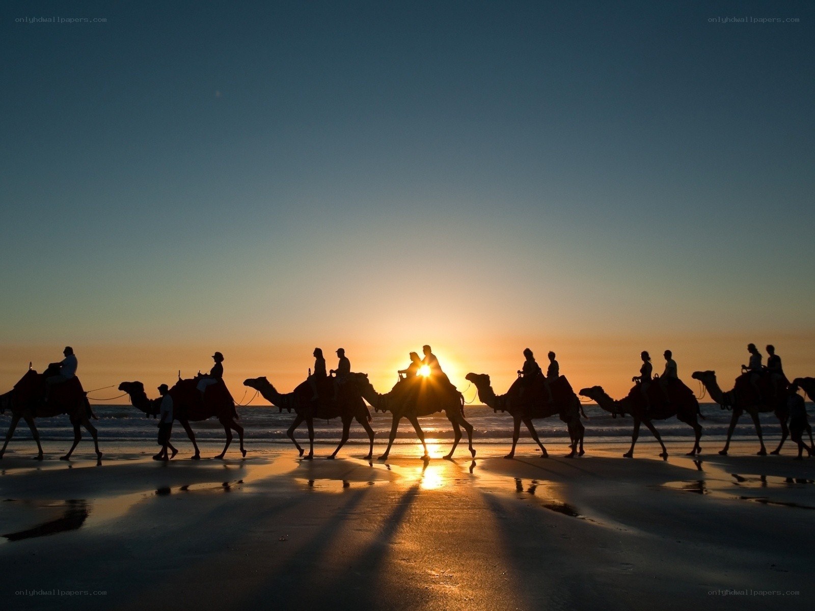 Camel tour at sunset on beach