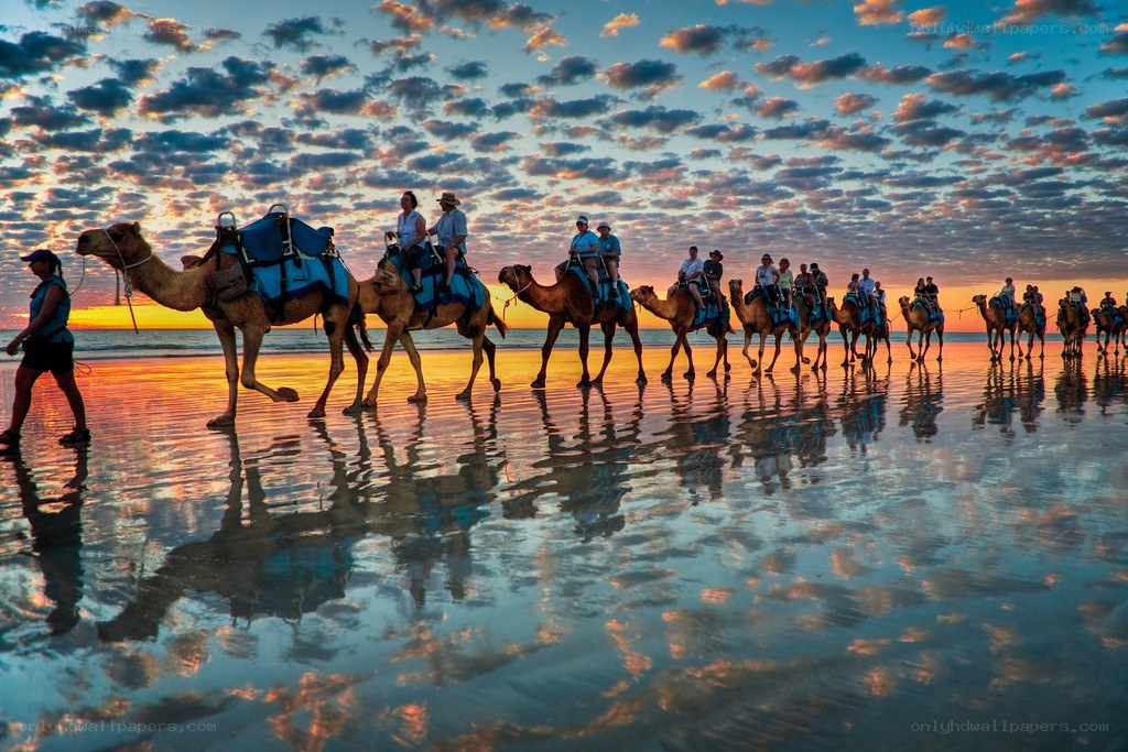 Camel tour at sunset on beach
