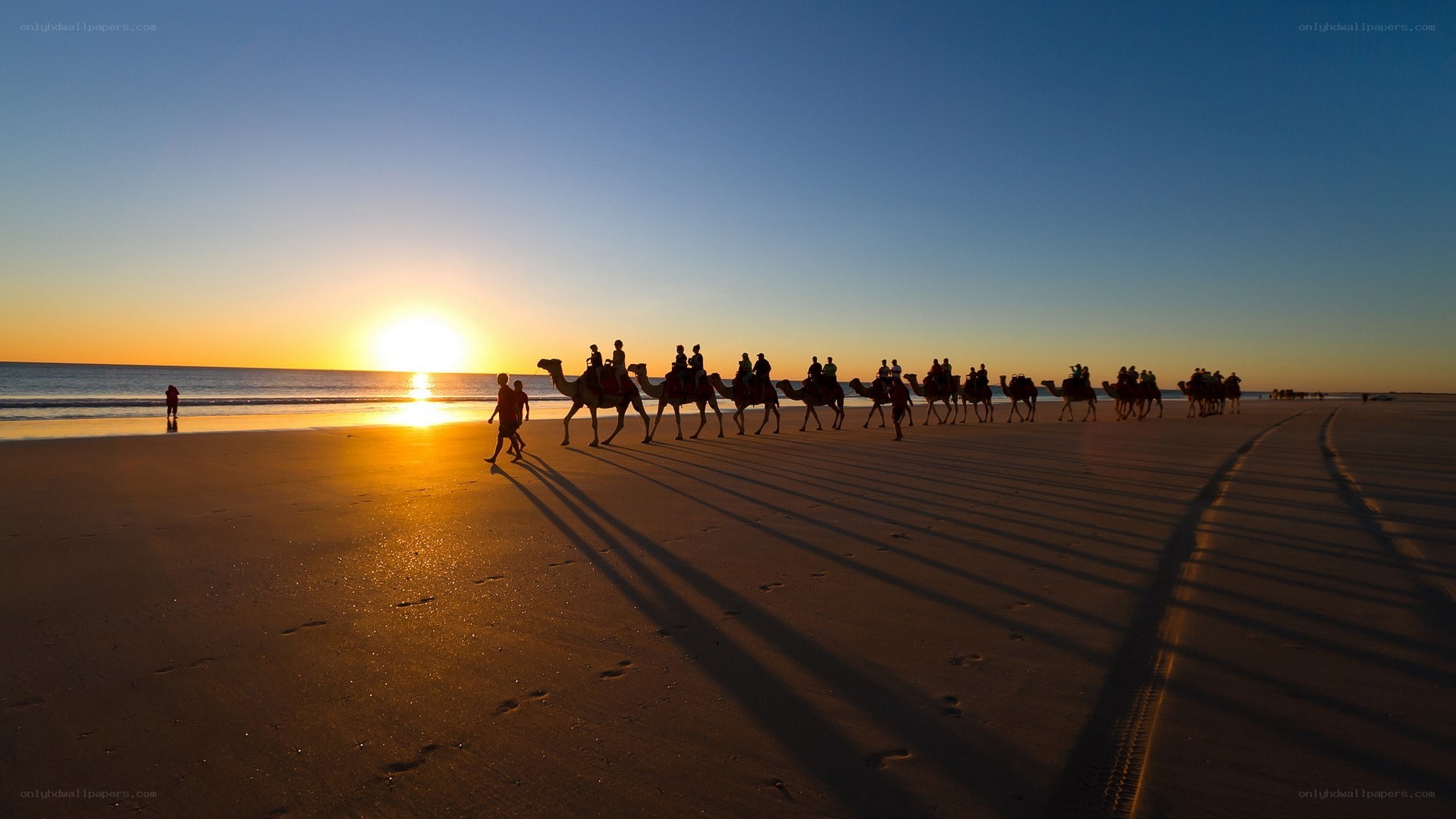 Camel tour at sunset on beach