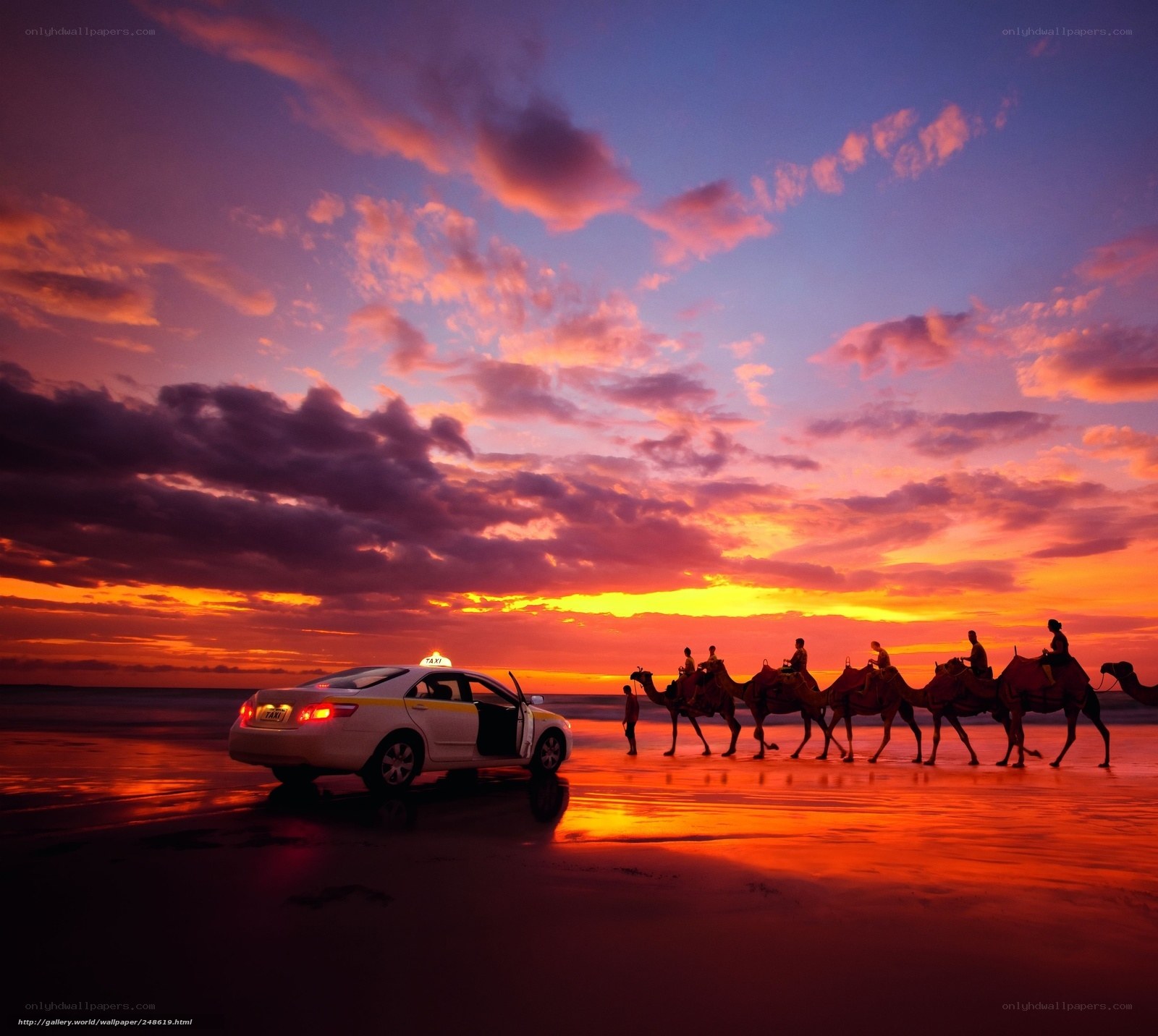 Camel tour at sunset on beach