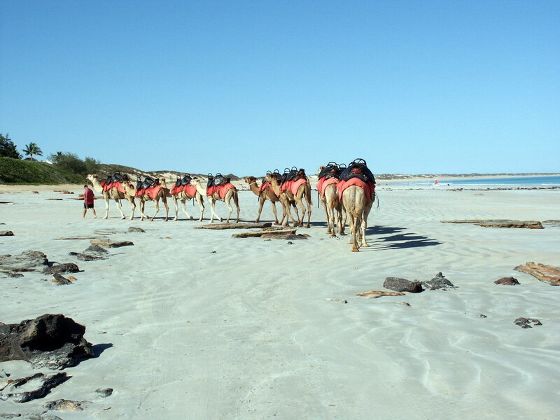 Camel train on beach