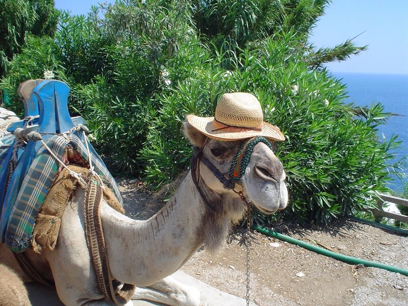 Camel Wearing Hat