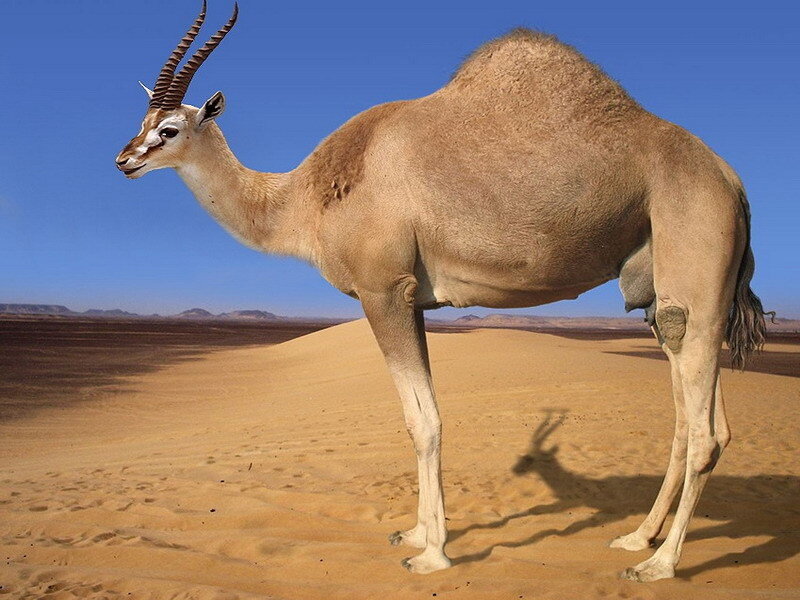 camel with antelope head