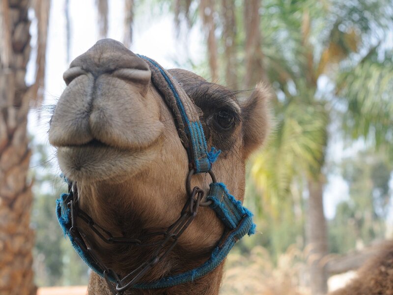 camel with blue harness