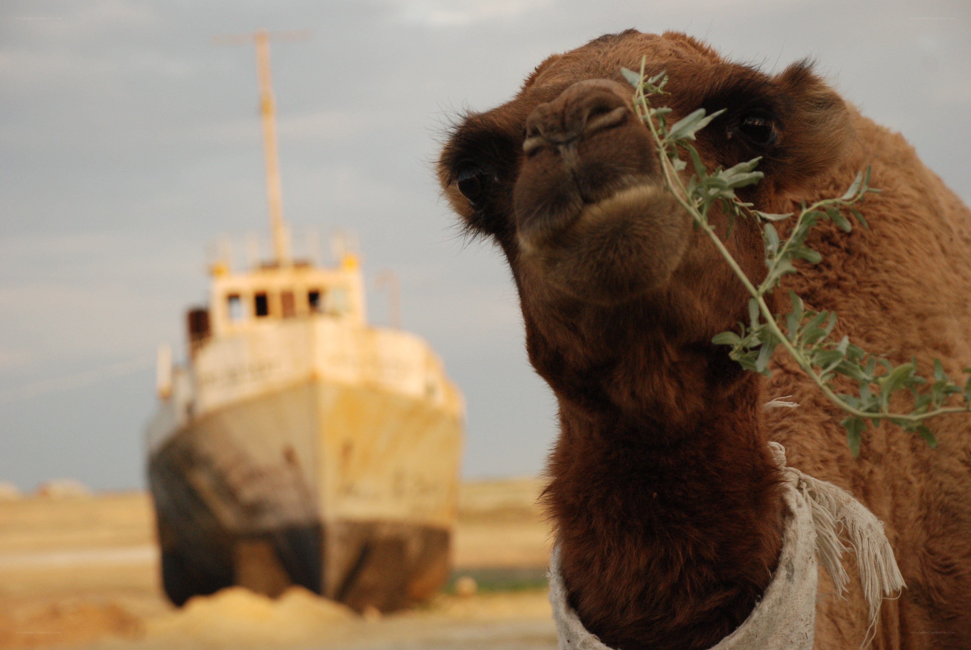 camel with branch in desert