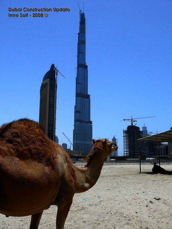 Camel with Burj Khalifa