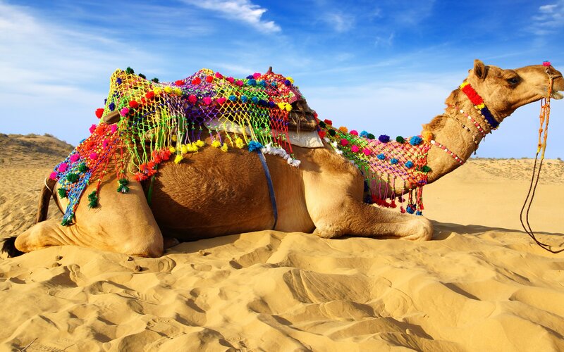 Camel with Colorful Saddle — Brown