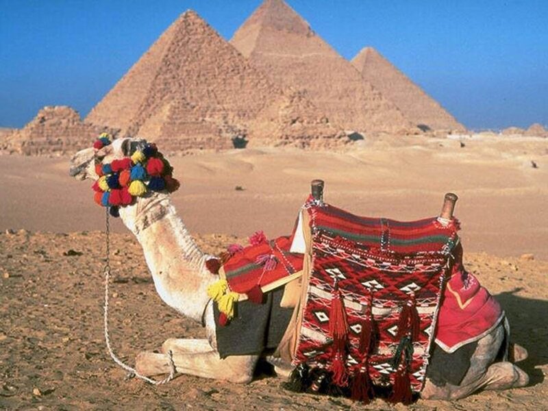 Camel with Colorful Saddle — Red