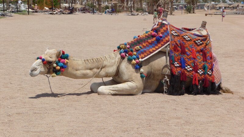 Camel with colorful saddle