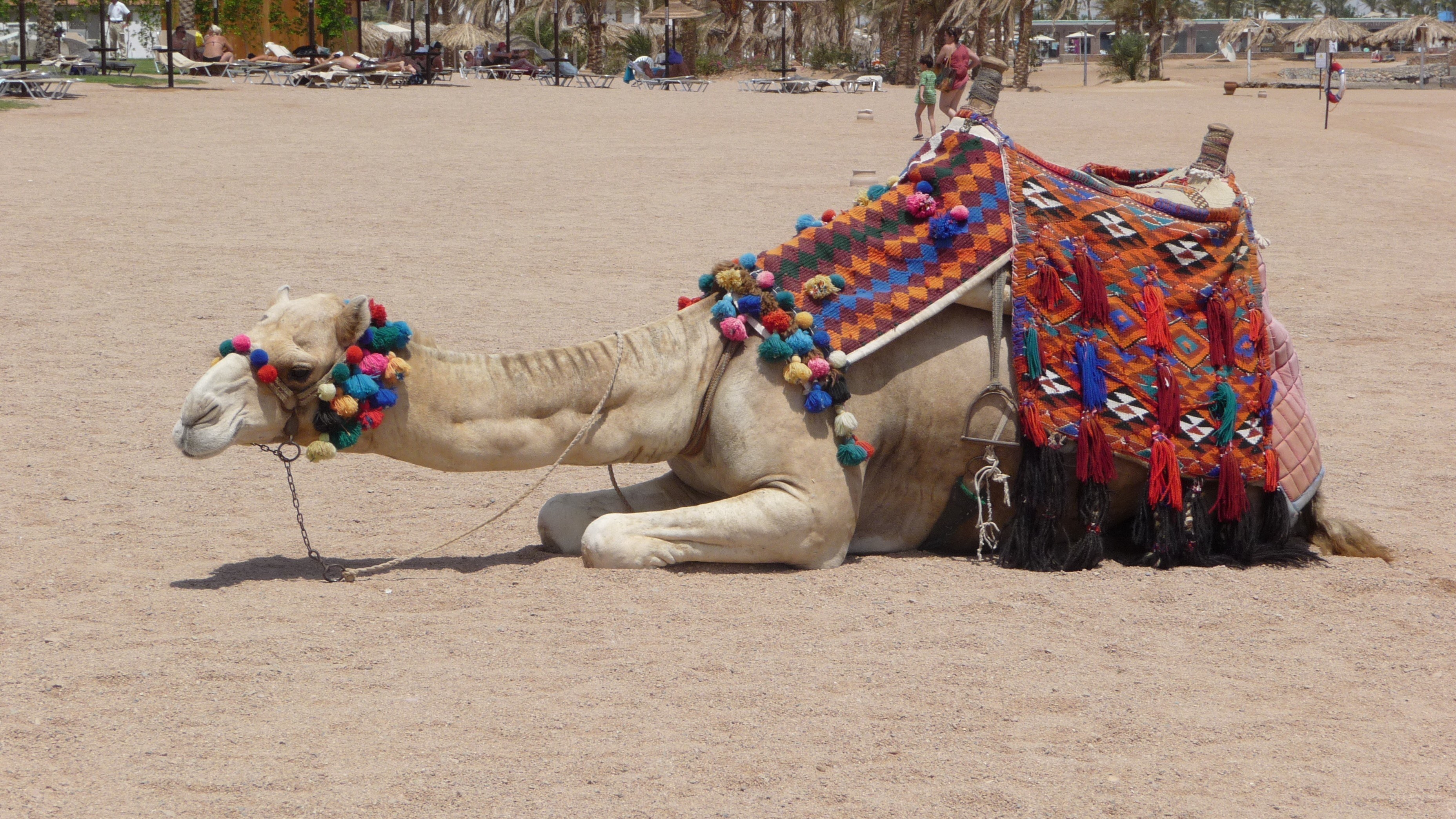 Camel with colorful saddle