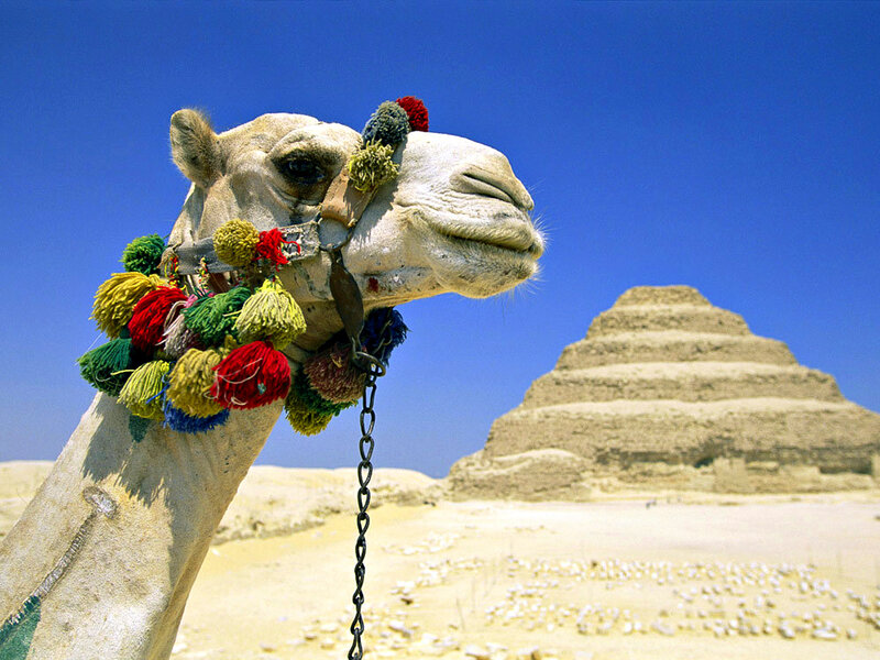 Camel with Colorful Tassels