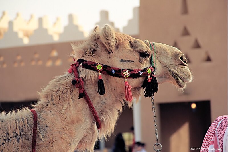 Camel with Decorative Harness