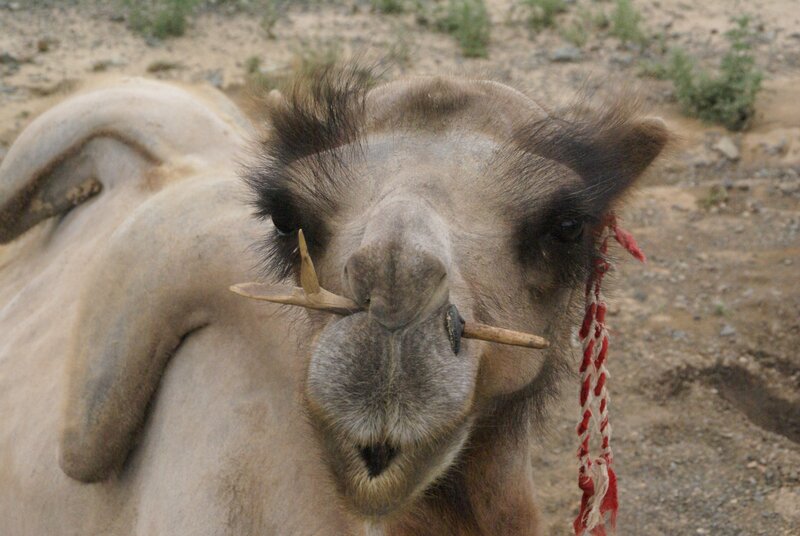 camel with decorative nose plugs
