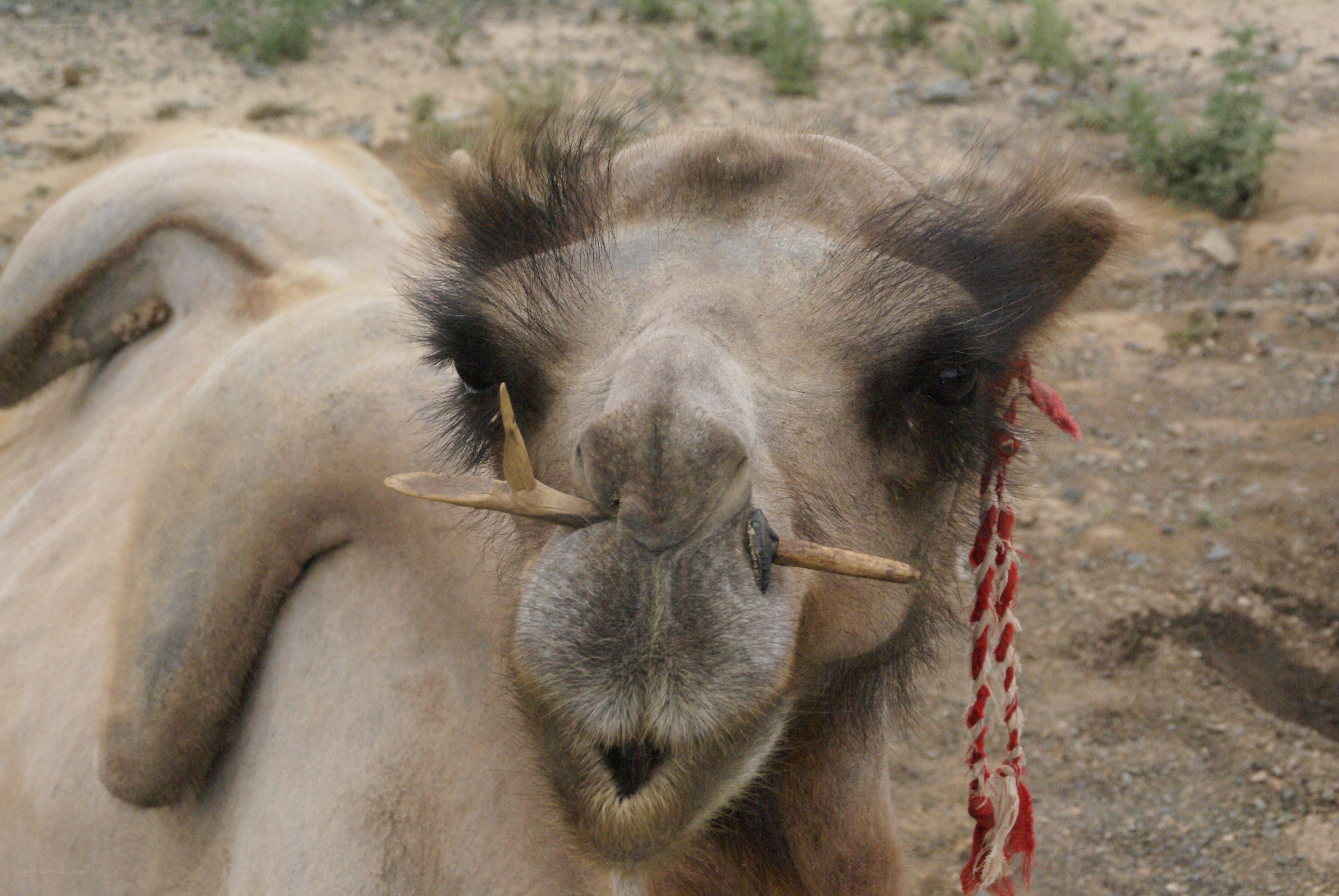 camel with decorative nose plugs