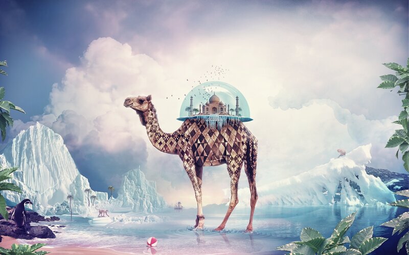 Camel with Dome on Back