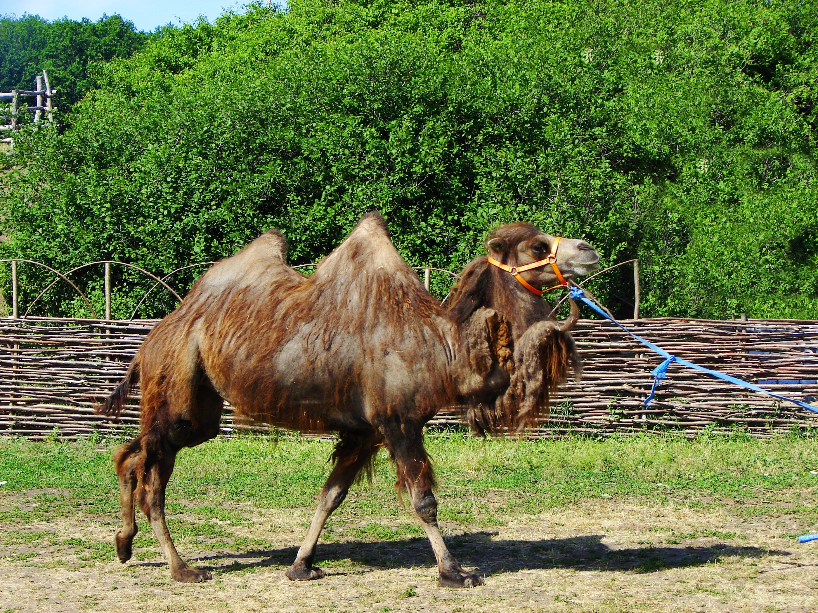camel with harness in enclosure